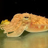 Guugyjus
