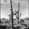 aznative
