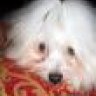 WhiteDog