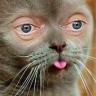 chat_rose