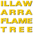 illawarraflametree