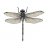 odonata