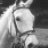 equiphoto