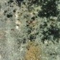Member Album by Harpo