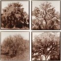 Member Album by Gibran