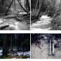 Member Album by Brad Bireley