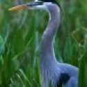 Member Album by naturephoto1
