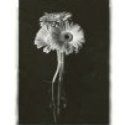 Member Album by timbo10ca