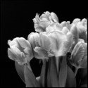 Member Album by Antje