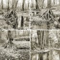 Member Album by Mark Burley