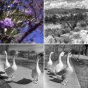Member Album by russljames