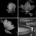 Lotus Flowers