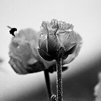 Film Photography