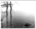 Quabbin - Two Birches