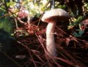 Leaning Shroom