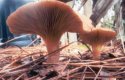 Two Shrooms