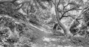 Creek Trail - April 04