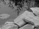 Rocks Reflection and Lilly Pad