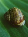 Snail on Leaf