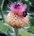 Bee Stinger