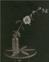 Hollyhock