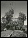 Tree Diptych
