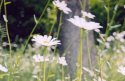 Daisies in the wind