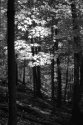sunshine in the woods