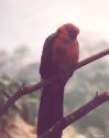 Red Bird