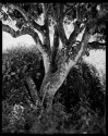 Mango Tree