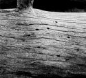 fallen tree #1 - Yosemite