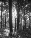 Don't Go Toward the Light