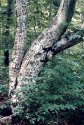 The Messege Tree