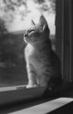 Frank Gazing Out Window