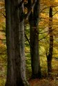 Autumn - Clapham Nature Trail