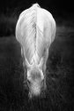 Grazing Ghost