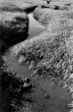 Coyote Marsh