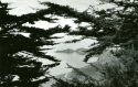 Cypress View