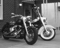 Harleys in Red Bank