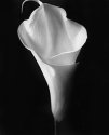 white lilly