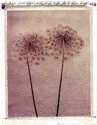 Queen Anne's Lace