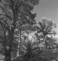 Pino Trail, Sandia Mtns, Albuquerque, NM