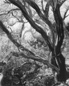 Backlit Tree