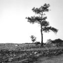lone pine