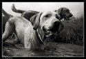 Two Wet Dogs