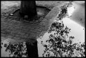 ...I looked down to see a tree...