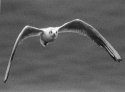 Seagull coming at you!