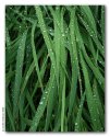 Grass-waterdrops--nature