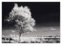 IRscape 2