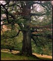 Old tree